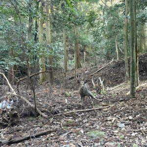 鹿まるけギャラリー（有害鳥獣捕獲）