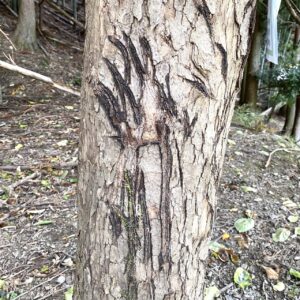 鹿まるけギャラリー（クマの爪痕）