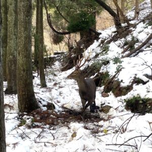 鹿まるけギャラリー（鹿）