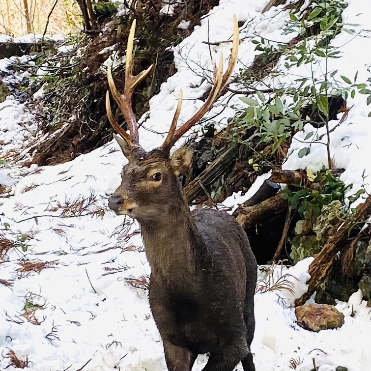 鹿まるけ.com（巨大なオス鹿）