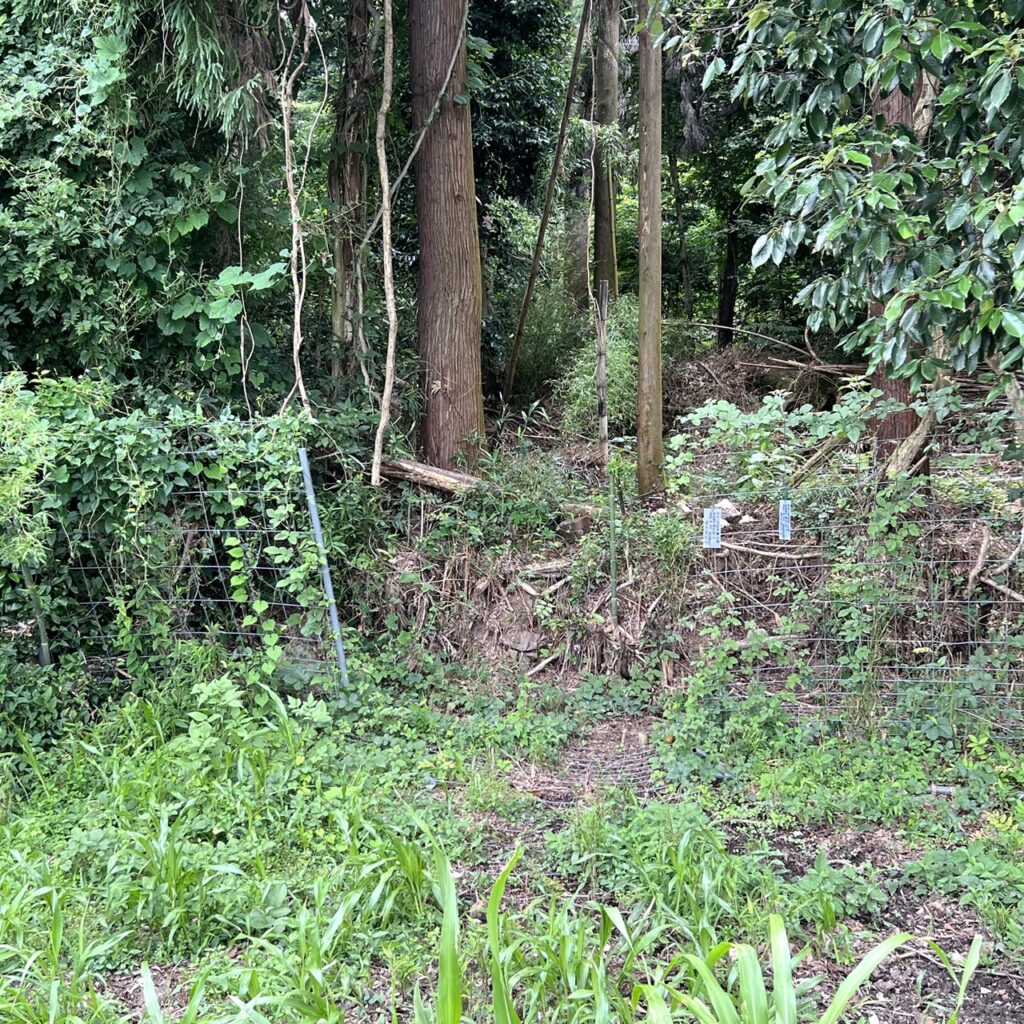 鹿の駆除・ワナの設置