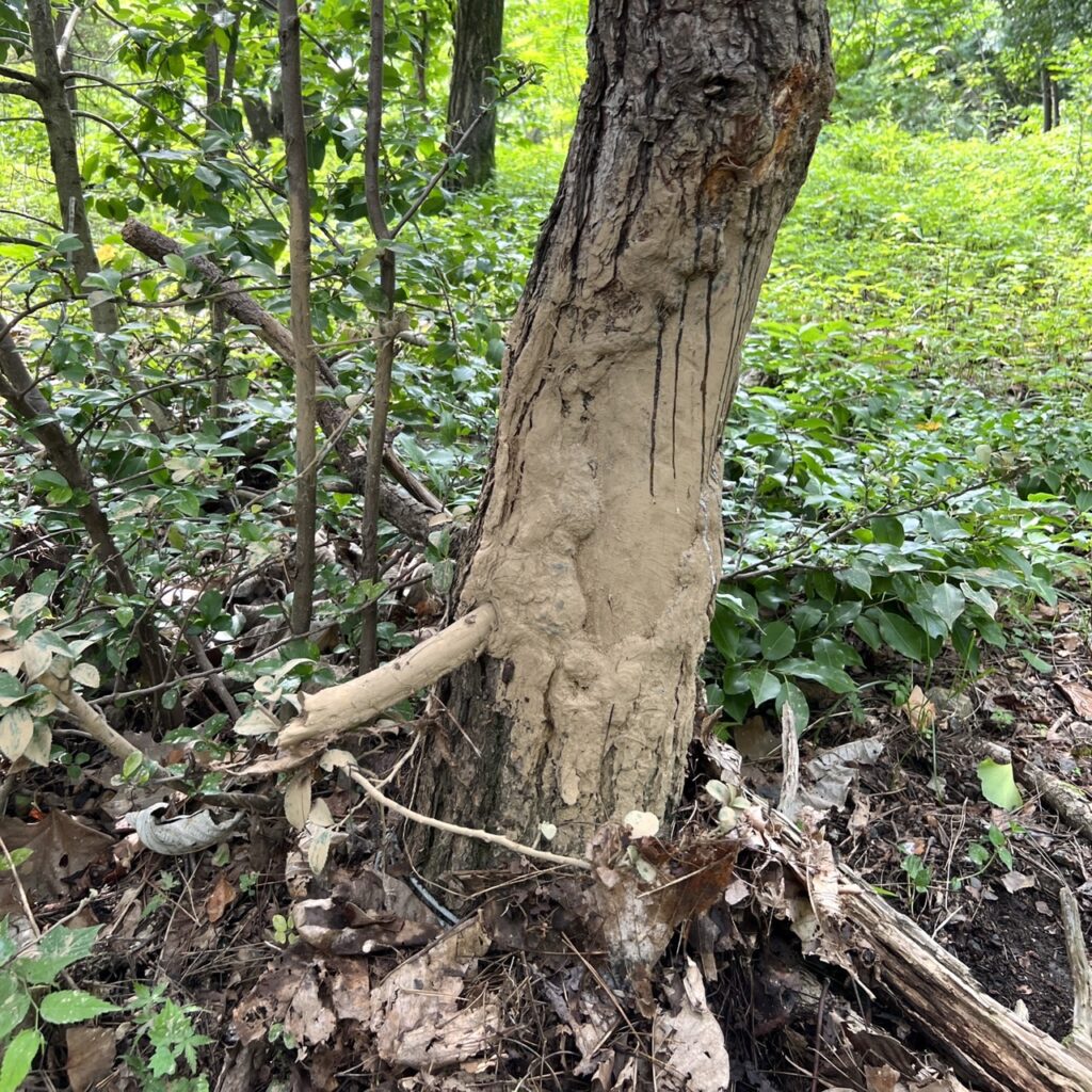 イノシシの痕跡