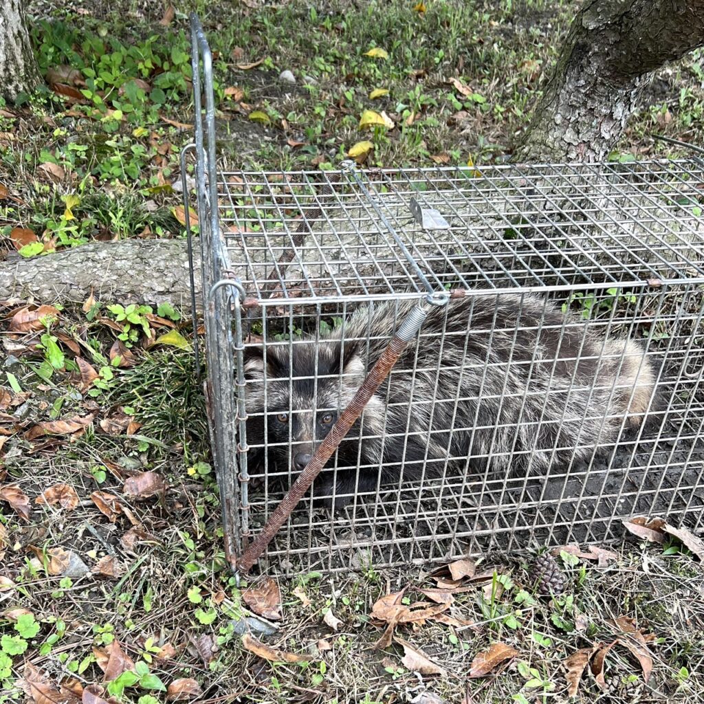 有害鳥獣捕獲駆除-タヌキ