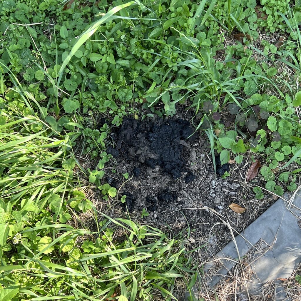 有害鳥獣駆除捕獲-タヌキの溜め糞