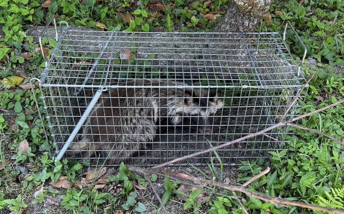有害鳥獣駆除捕獲-タヌキ